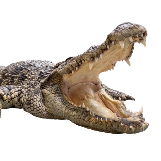 上野で話題のワニ展🐊、もう行きましたか？
米とサーカスでは本物のワニ肉を楽しめます🍴

「ワニ手羽の丸揚げ」はインパクト絶大💥 
ぷりぷり食感の「ワニの天ぷら」や、
おつまみに最適な「ワニタンスモーク」も大人気です。

淡白で鶏肉のような味わいのワニは、
実は高タンパク・低カロリーでコラーゲンも豊富！
冬休み、上野からのアクセス抜群な馬場で
ワニ三昧🐊🐊🐊はいかが？
━━━━━━━━━━━━━━━⠀
@kometocircus 
📍東京都新宿区2-19-8
🚃高田馬場駅徒歩1分
平日・土日祝日　12-15:00 ／16-23:00 
※火曜のみ　17-23:00 
.................................
#米とサーカス
#ワニ展 #ワニ肉 
#高田馬場 #冬休み