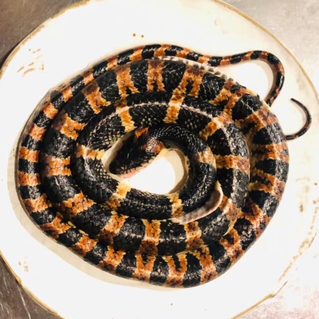 🌃年末年始の営業時間の案内🌅
【2025年】
12月30日(火)12:00〜16:00／17:00〜22:30
12月31日(水) 12:00〜18:00

【2026年】
1月1日(木) 　休業
1月2日(金) 　休業
1月3日(土)〜 通常営業

🐍2025年の干支・蛇とは今年でさよなら👋
2025年のうちに食べ・飲み納めしませんか？
・アカマタ塩焼き
・ハブのち○こ
・ハブ酒
・マムシ酒
・シマヘビ酒
※アカマタとハブち○こは売り切れている場合もあるので要ご確認ください🙇‍♂️

🌃Year-End & New Year Schedule🌅
【2025】 
Dec 30 (Tue): 12:00-16:00 / 17:00-22:30 
Dec 31 (Wed): 12:00-18:00
【2026】
Jan 1 (Thu): CLOSED 
Jan 2 (Fri): CLOSED 
Jan 3 (Sat): Regular Hours

🐍Say goodbye to the Year of the Snake!
Enjoy our special snake menu before 2025 ends!
* Grilled Akamata Snake (Salt-grilled)
* Habu Snake Penis
* Habu Snake Liquor
* Mamushi (Viper) Liquor
* Japanese Striped Snake Liquor
Note: Grilled Akamata and Habu Penis may be sold out. Please check availability in advance

━━━━━━━━━━━━━━━⠀
@kometocircusparco
📍東京都渋谷区宇田川町15-1 渋谷パルコB1⠀
🚃渋谷駅徒歩5分⠀
━━━━━━━━━━━━━━━⠀
📍B1, Shibuya Parco, 15-1 Udagawacho, Shibuya-ku, Tokyo
🚃 5 minutes walk from Shibuya station⠀
⏰⠀All days except Tuesday:⠀
12:00 - 16:00 ／17:00 - 22:30 ⠀
Tuesday:⠀17:00 - 22:30 ⠀
.................................
#米とサーカス
#ヘビ #渋谷PARCO 
#shibuya #蛇料理