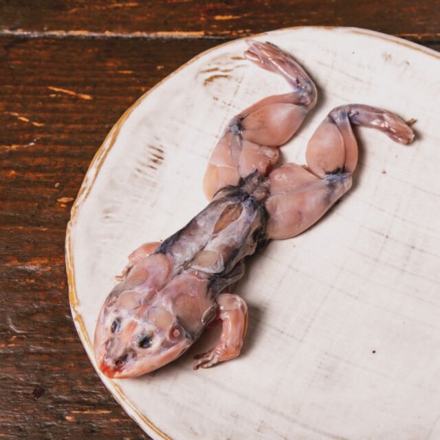 新宿歌舞伎町の最先端グルメ「カエルの丸焼き」🐸
セージ・タイム・ローズマリーなどの香草で
マリネして丸焼きにしました。

１匹2500円也
ぜひお試しあれ🐸🍴

🏮新宿歌舞伎町 思い出の抜け道【寺子屋】
@terakoya_shinjuku
———————————————————
予約は平日12:00-24:00まで上限4名様
新宿区歌舞伎町1-3−10 新宿センター街 1F
OPEN 24 hours
Reservations：
Weekdays 12:00–24:00 / Max 4 people
———————————————————
🏮Shinjuku Kabukicho, OMOIDE NO NUKEMICHI【TERAKOYA】

The most advanced gourmet food in Shinjuku's Kabukicho district: grilled whole frogs 🐸.
Marinated with sage, thyme, rosemary and other herbs and roasted whole.

2,500 yen per frog.
Try it!

#寺子屋
#思い出の抜け道
#歌舞伎町グルメ
#カエル肉
#kabukicho