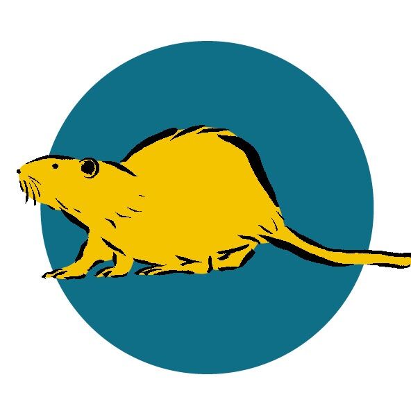 《お詫び》少量しか入荷できず、渋谷パルコ店で10食のみのご提供となります🙇‍♂️
美味しいヌートリアが帰ってきました🐀🙌
天然国産ジビエ・巨大ネズミの「ヌートリア」入荷予定。

見た目からは想像できない、
鶏肉とウサギ肉の中間のような
やわらかく上品な味わいです😋

━━━━━━━━━━━━━━━⠀
@kometocircus 
📍東京都新宿区2-19-8
🚃高田馬場駅徒歩1分
平日・土日祝日　12-15:00 ／16-23:00 
※火曜のみ　17-23:00 
.................................
#米とサーカス
#ヌートリア
#ジビエ
#高田馬場 
#高田馬場グルメ