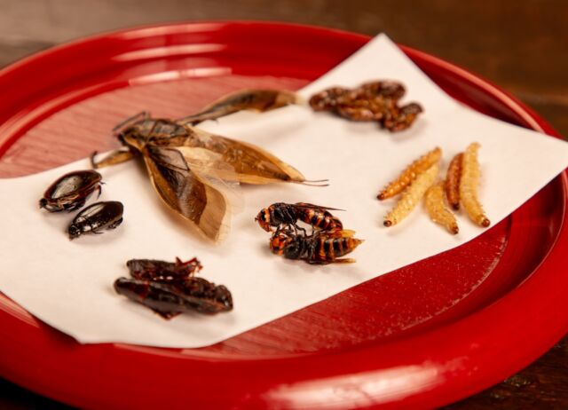 この春は新しいことにチャレンジ🌸
昆虫食初心者さんウェルカムです🙆‍♀️
米とサーカスの大人気「昆虫食べ比べセット６種／10種」

世界が注目するサステナブルフード🦗
様々な種類の成虫幼虫をお試しいただけるので
きっとあなた好みの１匹にであえるはず・・・

━━━━━━━━━━━━━━━⠀
@kometocircus 
📍東京都新宿区2-19-8
🚃高田馬場駅徒歩1分
平日・土日祝日　12-15:00 ／16-23:00 
※火曜のみ　17-23:00 
.................................
#米とサーカス
#昆虫食 #高田馬場
#Insectfood  #高田馬場グルメ