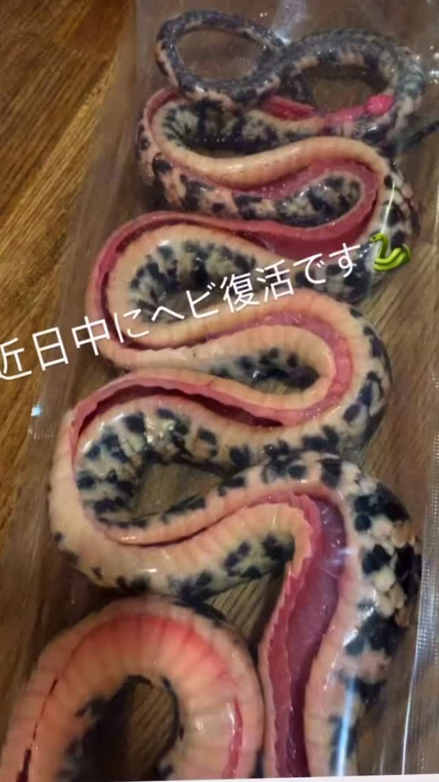 ニュース！近日中にヘビ復活！
News！The Serpent Returns.
続報をお待ちください🐍😋
Stay tuned for more updates. 🐍❤️‍🔥
━━━━━━━━━━━━━━━⠀
@kometocircusparco
📍東京都渋谷区宇田川町15-1 渋谷パルコB1⠀
🚃渋谷駅徒歩5分⠀
📍B1, Shibuya Parco, 15-1 Udagawacho, Shibuya-ku, Tokyo
🚃 5 minutes walk from Shibuya station⠀
⏰⠀12:00 - 16:00 ／17:00 - 22:30 ⠀
━━━━━━━━━━━━━━━
#米とサーカス
#shibuya 
#渋谷parco
#ヘビ
#shibuyafood