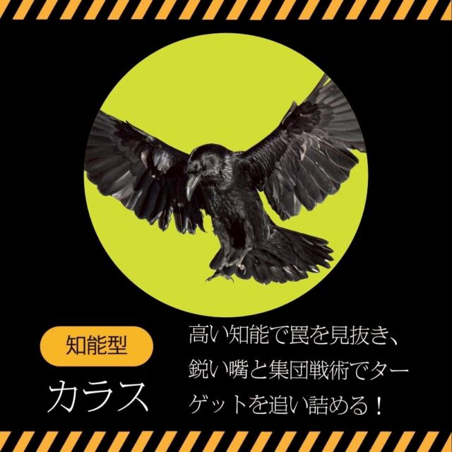 高い知能で人間を翻弄する、都会のハンター🐦
濃く深い旨味の赤身肉の味わいにびっくりするはず！
固定観念をぶち壊す体験を、この連休にどうでしょうか？
【知能型】 
生物名：カラス 
料理名：カラスの丸焼き 
━━━━━━━━━━━━━━━⠀
@kometocircus 
📍東京都新宿区2-19-8
🚃高田馬場駅徒歩1分
平日・土日祝日　12-15:00 ／16-22:30 
※火曜のみ　17-22:30 
.................................
#米とサーカス
#超危険生物展
#高田馬場
#危険生物
#ジビエ