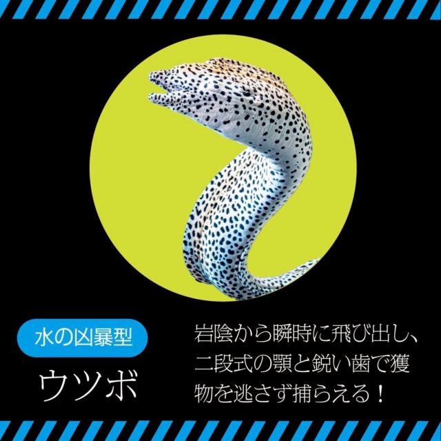 【米サー速報💨】ウツボ入荷情報！
本日よりメニュー入り💡
限定10食！！！
お早めに！！！！

再入荷も予定しています😋

━━━━━━━━━━━━━━━⠀
@kometocircus 
📍東京都新宿区2-19-8
🚃高田馬場駅徒歩1分
平日・土日祝日　12-15:00 ／16-22:30 
※火曜のみ　17-22:30 
.................................
#米とサーカス
#高田馬場
#ジビエ
#高田馬場グルメ
#珍食材