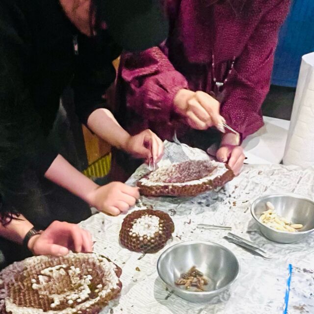 今週土曜❗️6/13（土）開催✨ 米とサーカスで昆虫食を楽しむ会🐛🌏
 【～食べるシルクロード ムシムシエスニック料理～】

今回は、スパイス香る「エスニック（アラビア風）料理」を、
みんなでワイワイ一緒に作るワークショップスタイル🙌

昆虫の下処理から、ちょっとお洒落なアラビア料理への変身まで、
作る楽しさと食べる楽しさを一度に味わえます。 
気軽に少しだけ冒険するような食体験をぜひ！

🐝テーマ昆虫：ハチノコ🐝

🍽️ 今回のメニュー 
・フライド昆虫のコシャリ〜チャプリネスとハチノコを添えて〜（エジプト風パスタ） 
・ハチノコのターメイヤ（豆のコロッケ）
 ・デーツを使ったアラビア風スイーツ（詳細企画中）

📅  6/13(土) 12:00〜15:00〈20名限定〉 

📍米とサーカス 高田馬場店
NPO法人昆虫食普及ネットワーク主催

↓詳細・お申し込み（Peatix）はこちら↓ 
https://peatix.com/event/4967833
※写真は前回のイベント時のものです。
━━━━━━━━━━━━━━━⠀
@kometocircus 
📍東京都新宿区2-19-8
🚃高田馬場駅徒歩1分
平日・土日祝日　12-15:00 ／16-22:30 
※火曜のみ　17-22:30 
.................................
#米とサーカス
#NPO法人昆虫食普及ネットワーク 
#昆虫食 
#高田馬場 
#昆虫イベント
